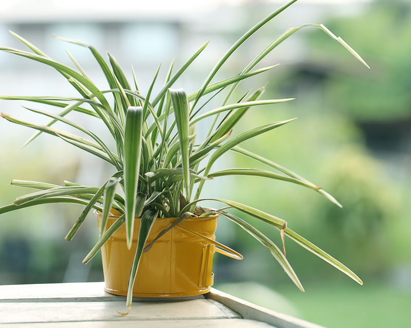 garden maintenance garden design